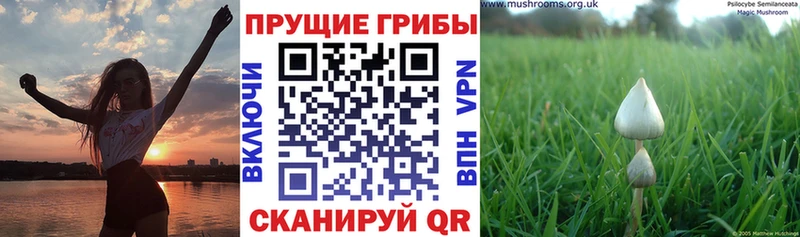 Псилоцибиновые грибы Psilocybe  Сясьстрой 
